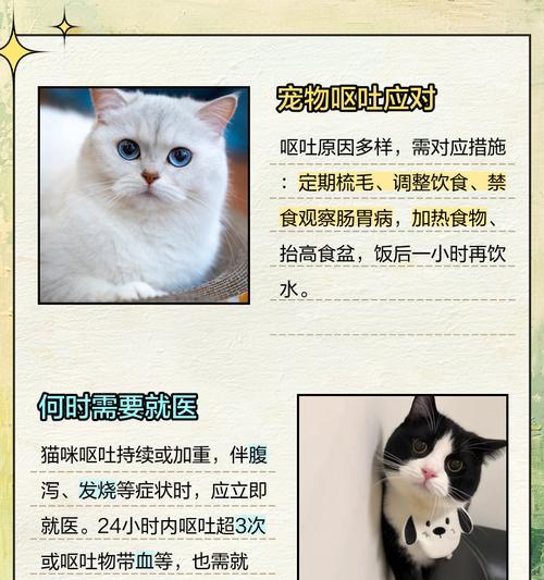 猫咪呕吐后如何处理？