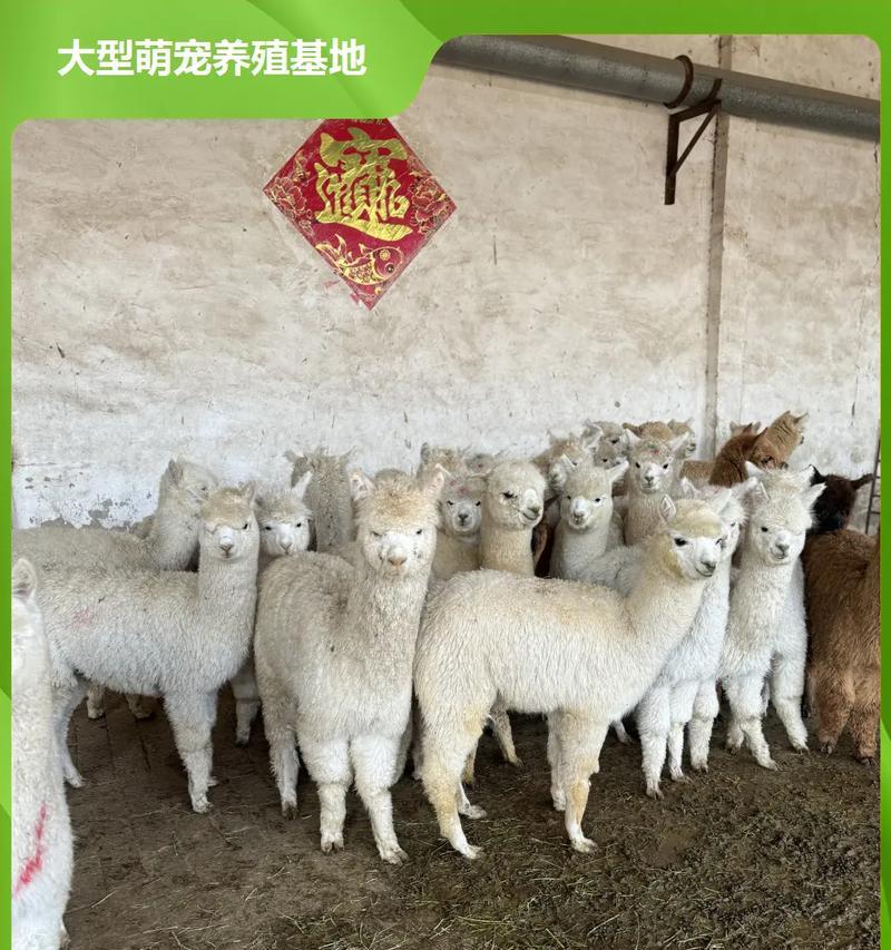 羊驼中讨厌妈妈的品种是什么？
