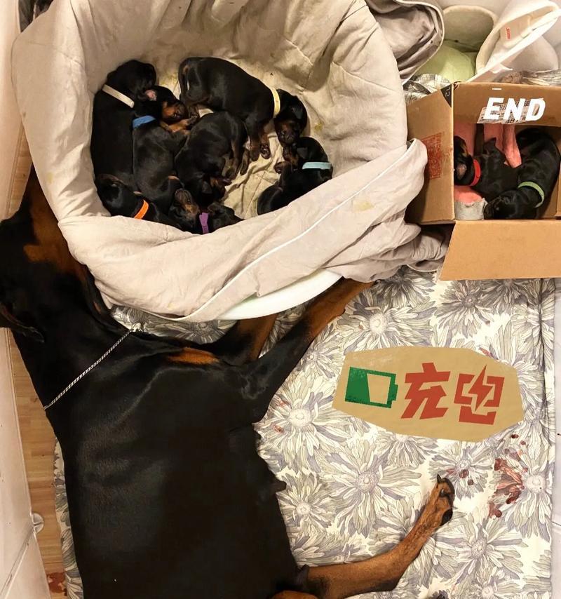 杜宾犬幼犬三个月大时应该吃什么狗粮？有哪些推荐？