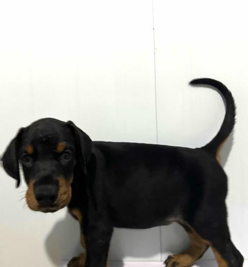 杜宾犬幼犬三个月大时应该吃什么狗粮？有哪些推荐？
