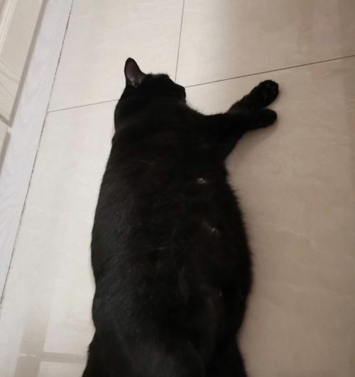 羊驼喷口水黑色怎么回事？猫粮里什么是谷物类的食物？