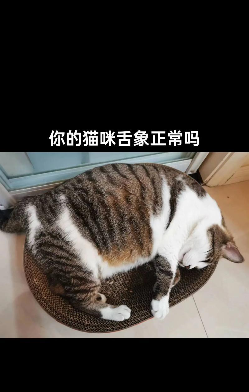 猫咪舌头抖动吃猫粮是怎么回事？是否需要担心？