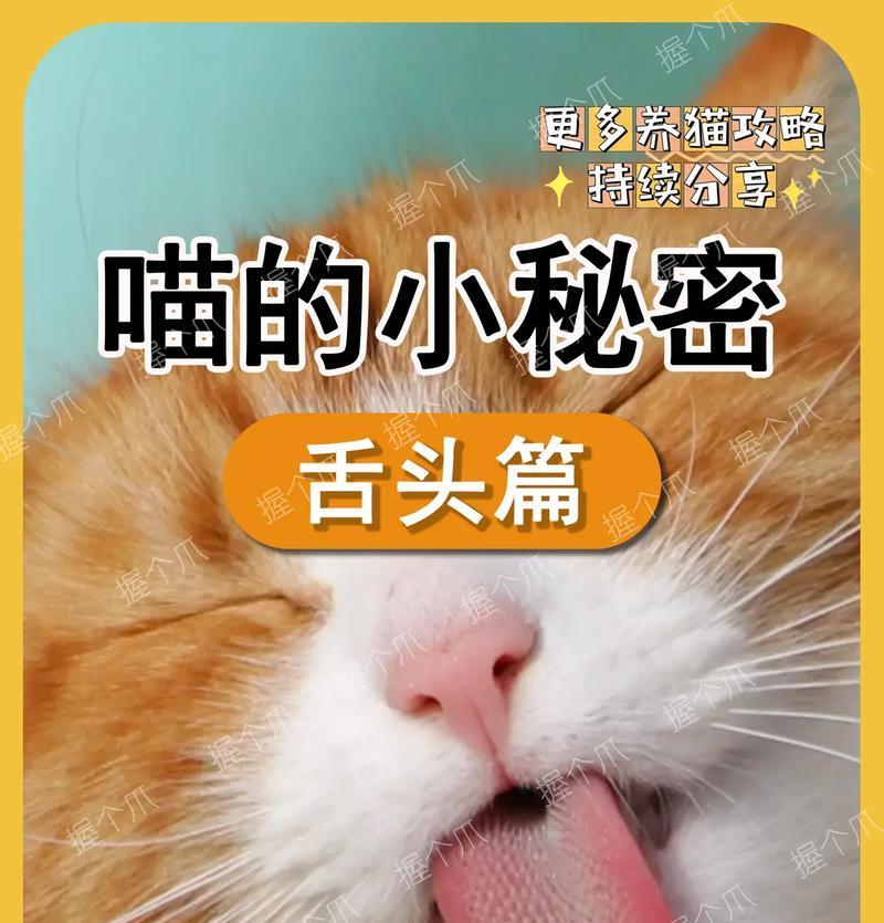 猫咪舌头抖动吃猫粮是怎么回事？是否需要担心？