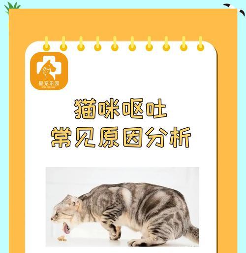 幼猫吐猫粮需要禁食吗？一天应该喂几次？