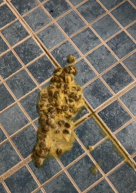 幼猫吐猫粮需要禁食吗？一天应该喂几次？