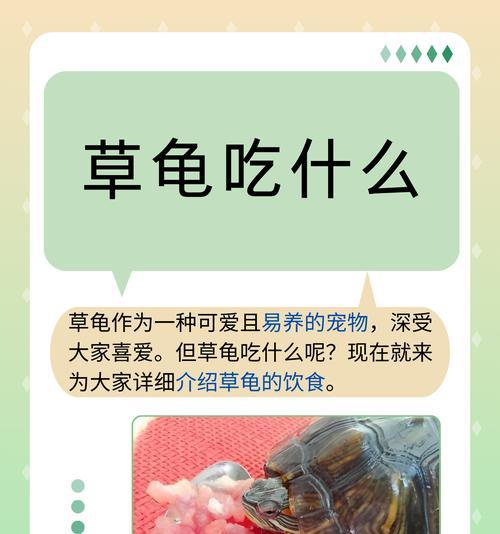 乌龟吃猫粮的原因是什么？