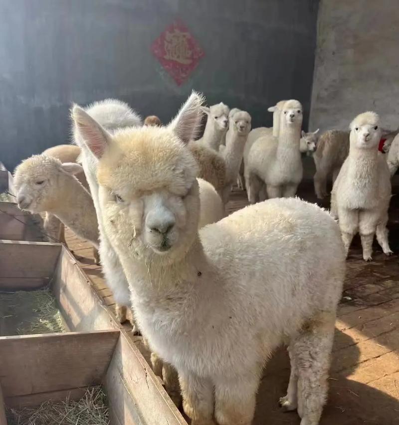如果羊驼误食水果会有什么后果？