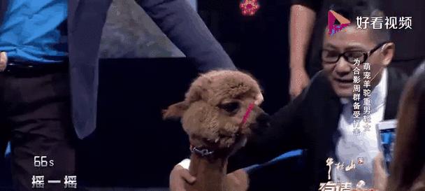 羊驼现场采访的要点是什么？如何准备一次成功的羊驼采访？