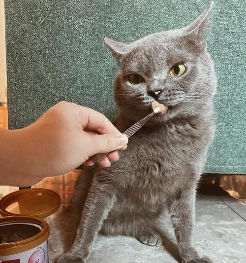 猫喜欢跳桌子偷吃猫粮怎么办？有效防止猫咪跳桌的方法有哪些？