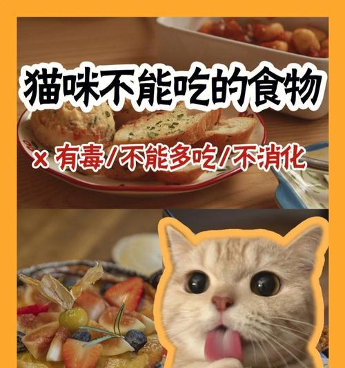 猫咪消化不良时应选择什么食物？如何改善猫咪的消化问题？