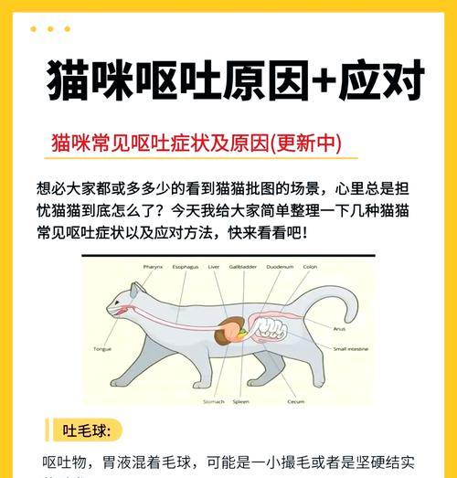 猫呕吐粮食的原因是什么？如何预防猫呕吐粮食？