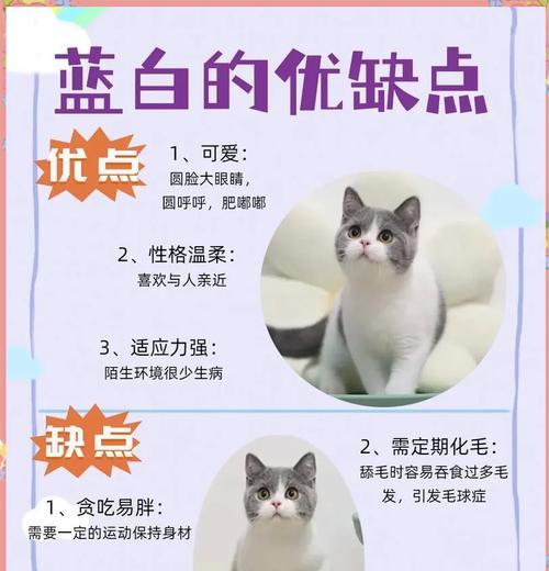 蓝猫很瘦还不吃猫粮怎么回事？如何提高蓝猫食欲？