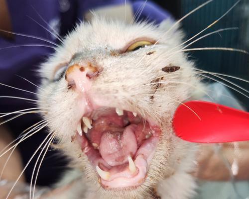 猫咪口炎只吃猫粮能好吗？需要配合什么药物治疗？