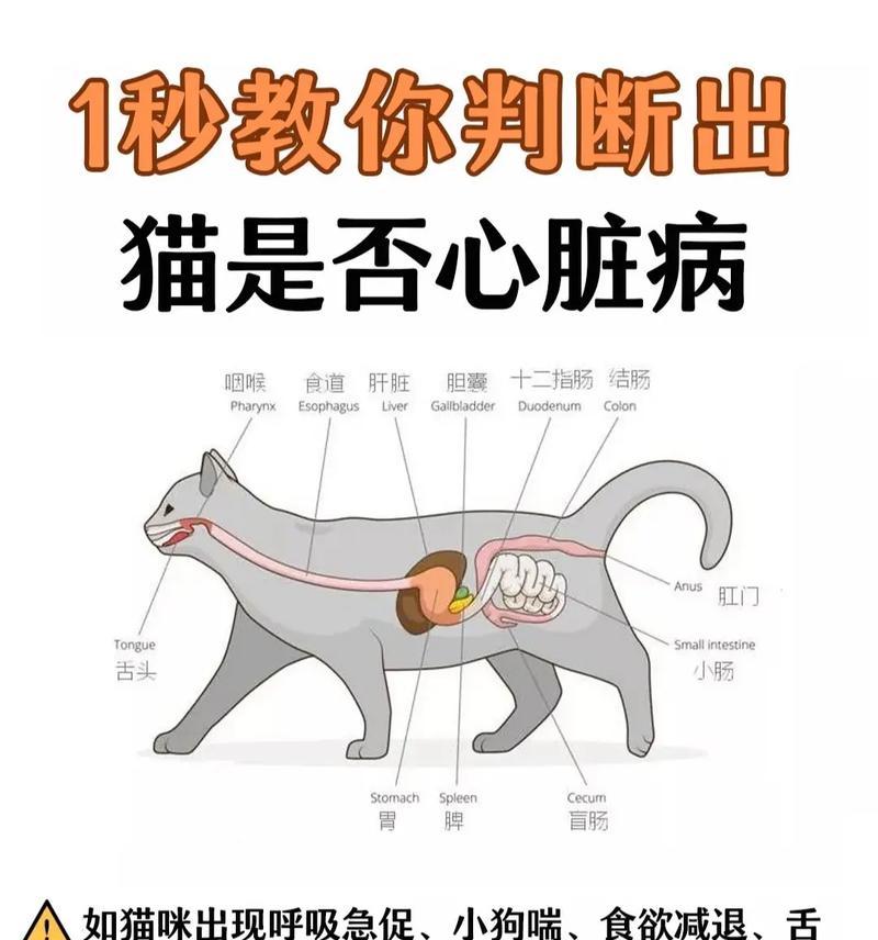人吃了猫粮后为什么心脏胀胀的？有哪些健康风险？