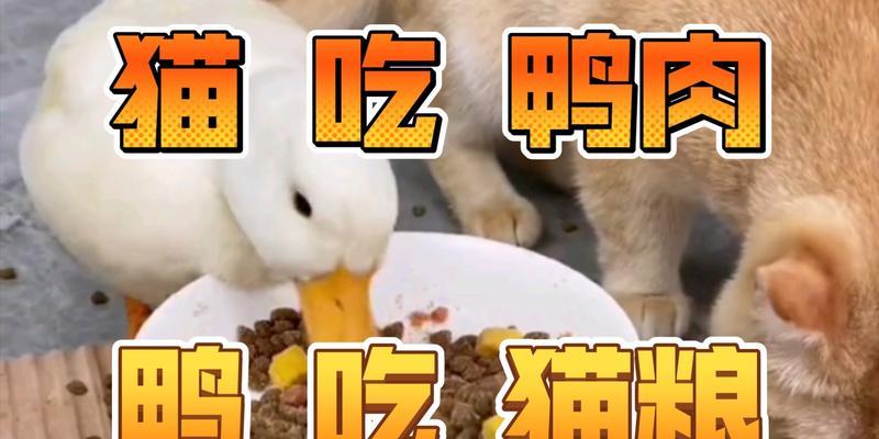 鸭子吃猫粮是否合适？