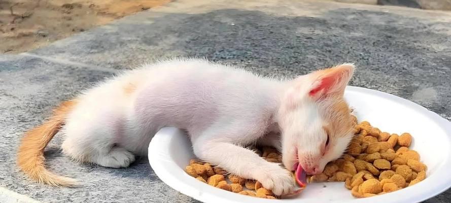 猫吃加热的猫粮会死吗为什么？加热猫粮对猫咪有什么影响？