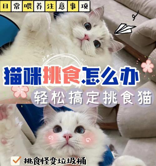猫为什么不吃罐头不吃猫粮？如何解决猫咪的挑食问题？