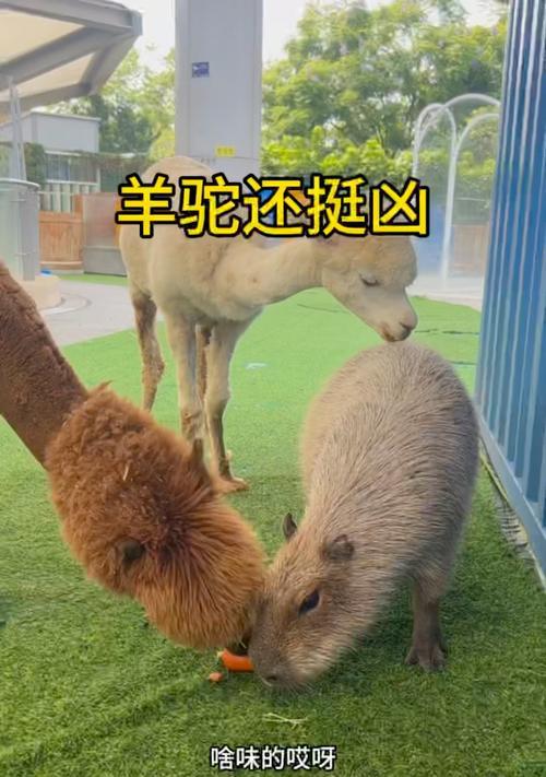 羊驼打架的原因及解决方法是什么？