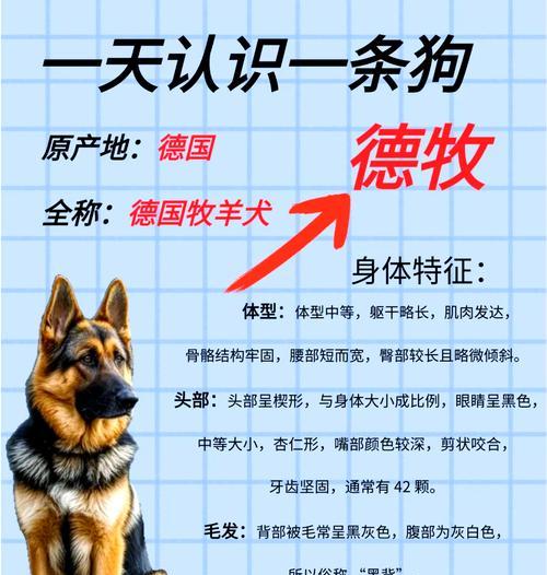蓝德牧的智商在犬类中排名第几？