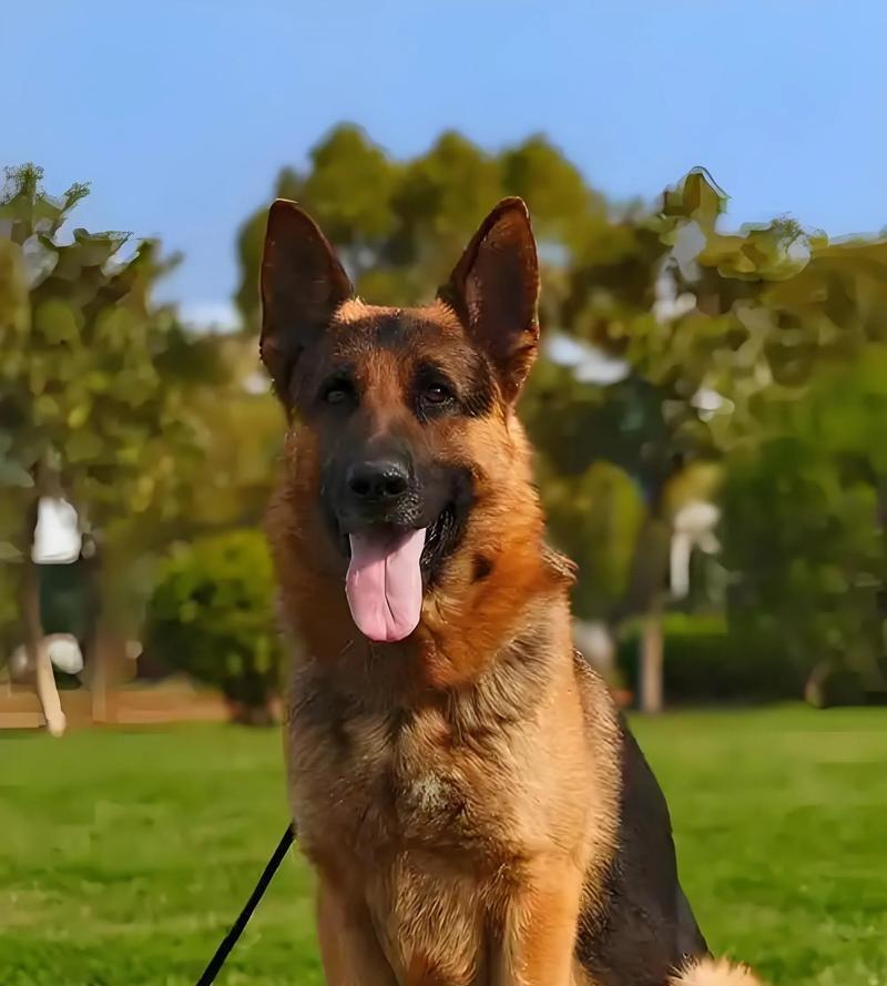 蓝德牧的智商在犬类中排名第几？