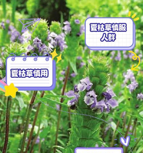 夏枯草菊花鱼腥草罗汉果煮水的功效是什么？这种草药水对健康有何益处？