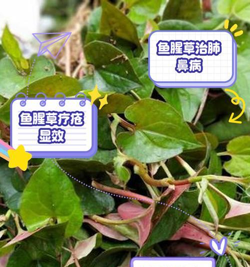 夏枯草菊花鱼腥草罗汉果煮水的功效是什么？这种草药水对健康有何益处？