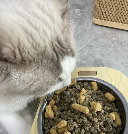 没有猫粮时给蓝猫喂什么最合适？