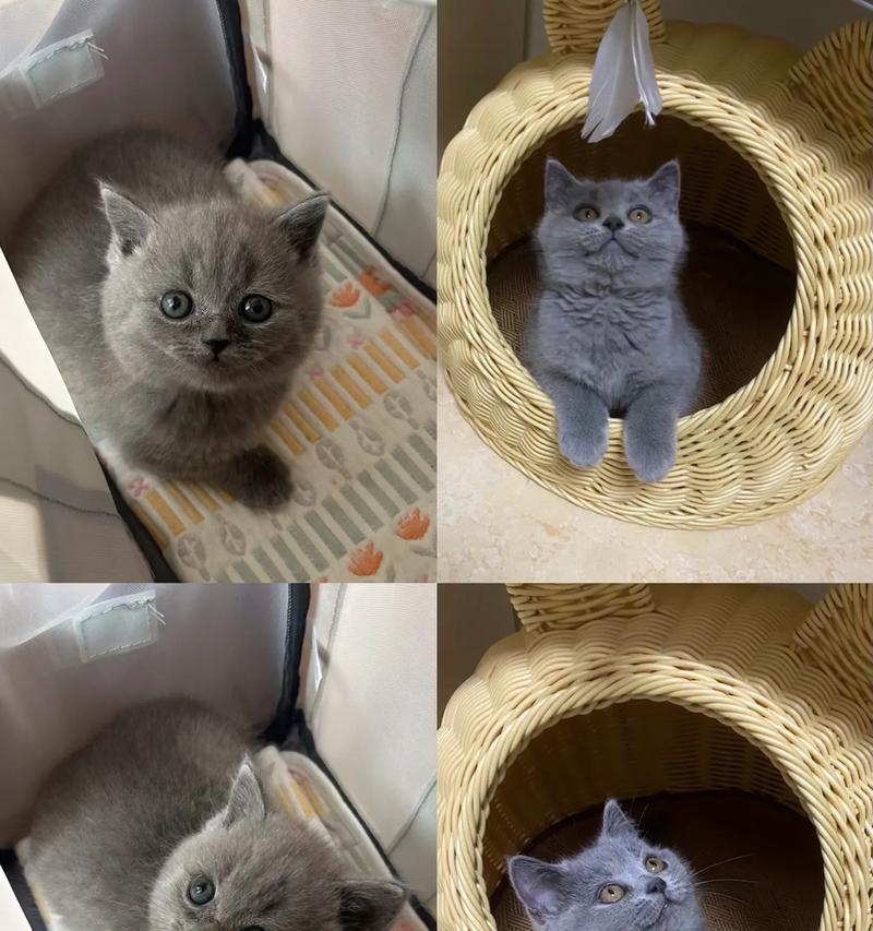没有猫粮时给蓝猫喂什么最合适？