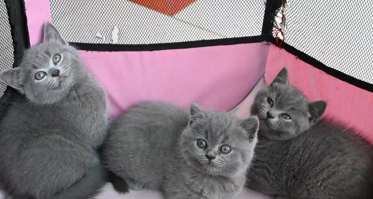 没有猫粮时给蓝猫喂什么最合适？