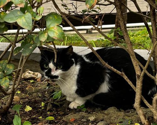 老猫为何只吃少量猫粮？这是否正常？