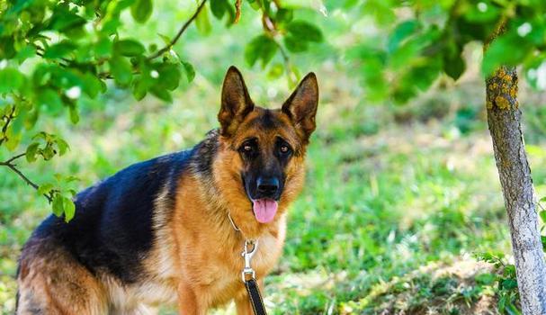 德牧犬从几个月开始训练最合适？训练对德牧成长有何影响？