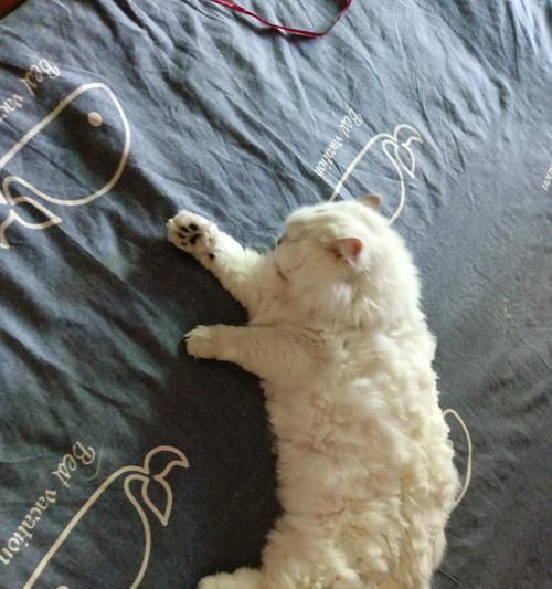 老猫牙齿退化咬不动猫粮怎么办？