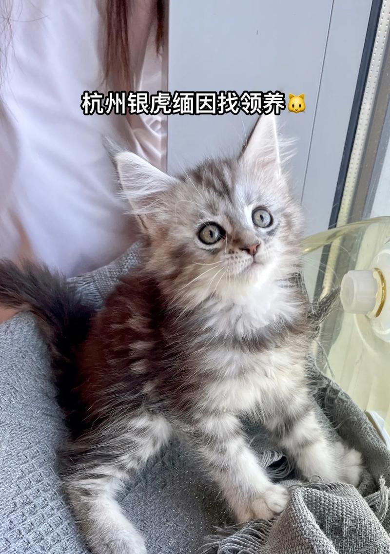 两个月大的缅因猫应该选择哪种猫粮？