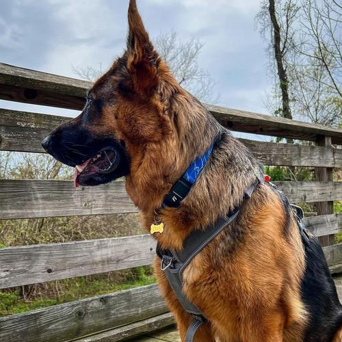德牧犬最重可以达到多少斤？怎样的体重算是正常范围？