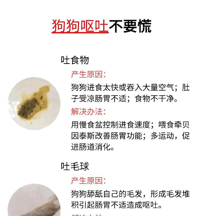 小狗食用猫粮后呕吐如何处理？