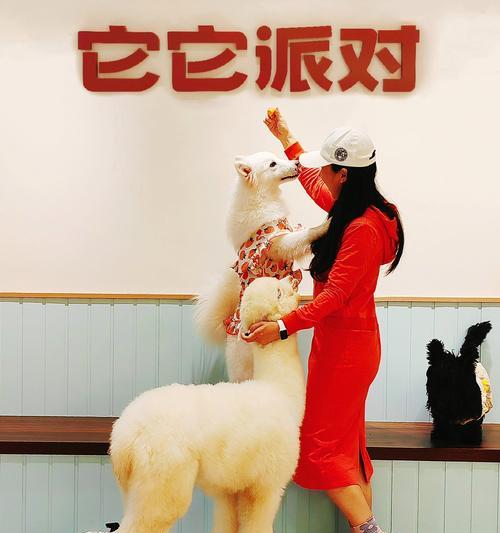 羊驼和狗博主有什么故事？羊驼和狗博主的故事内容是什么？