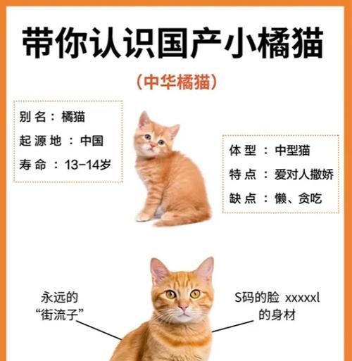 橘猫发腮需要哪种猫粮？