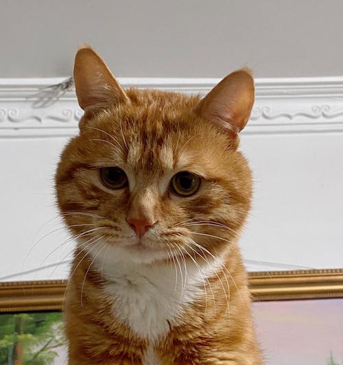 橘猫发腮需要哪种猫粮？