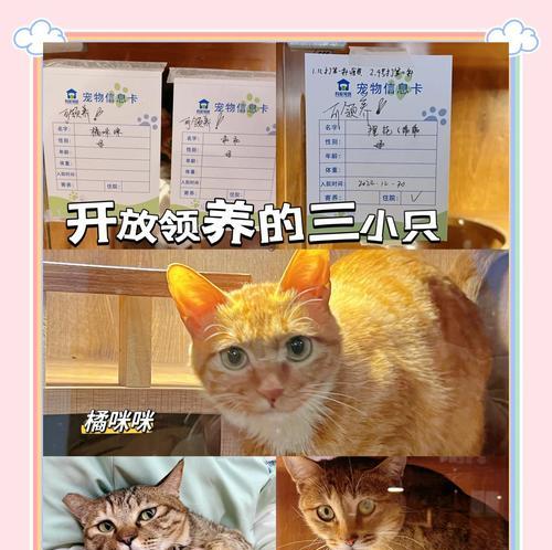 捡到猫后不还猫粮应该怎么办？如何处理捡到的猫和猫粮？