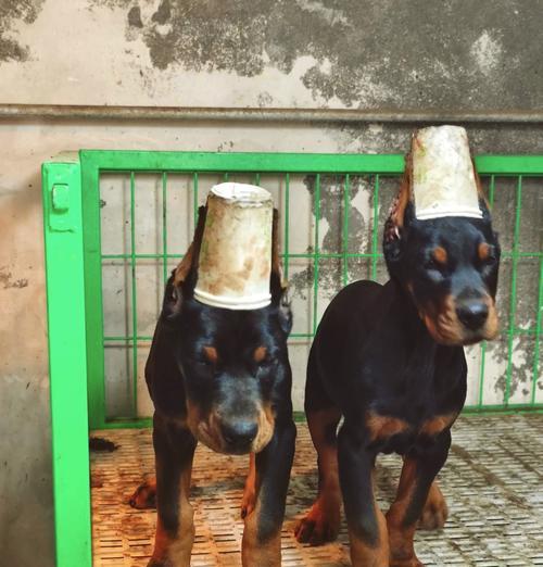 5个月杜宾犬每顿应吃多少克狗粮？如何计算合适的食量？