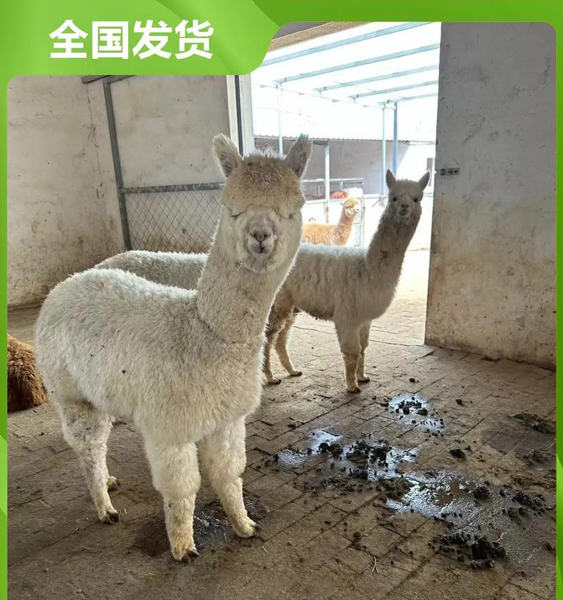 卡尔羊驼的颜色有哪些选择？
