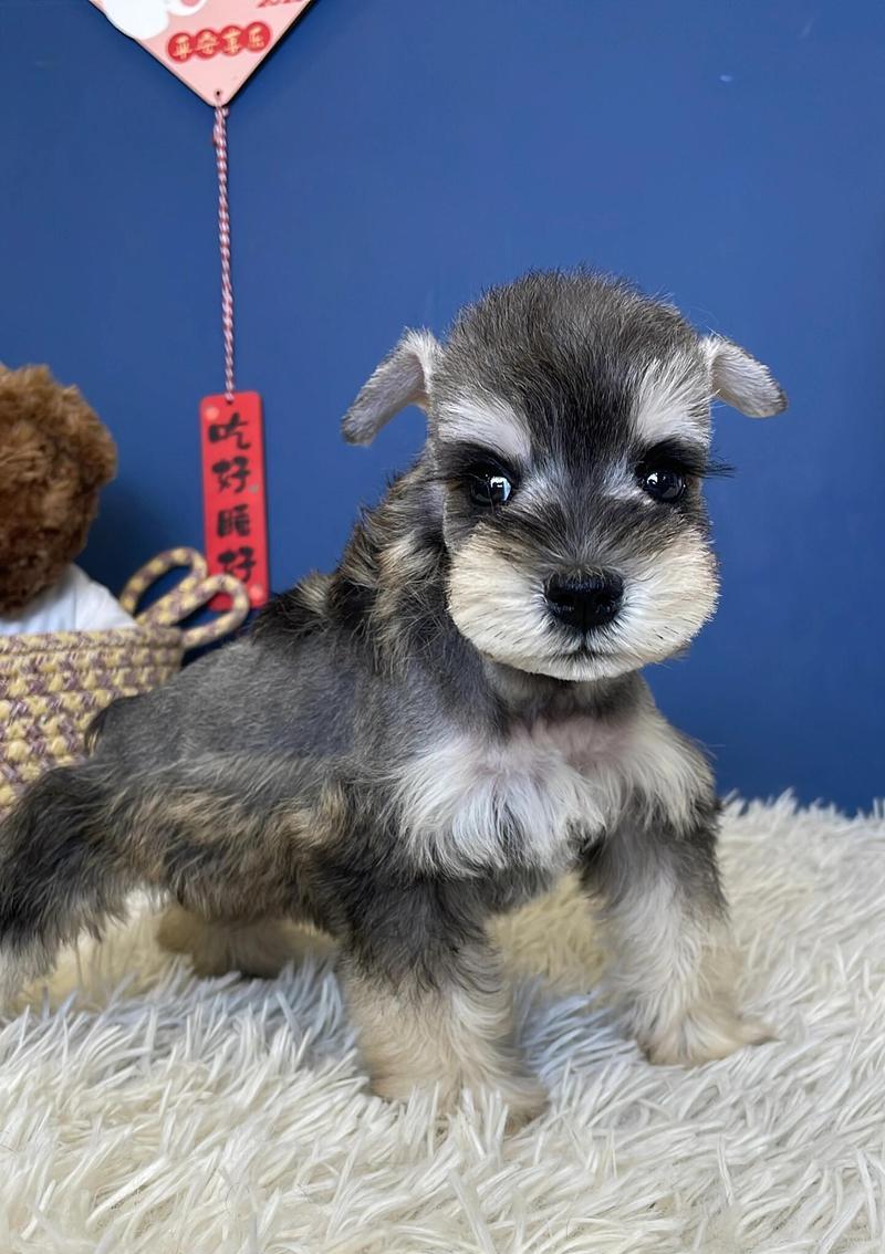 雪纳瑞狗窝小型犬多少钱？