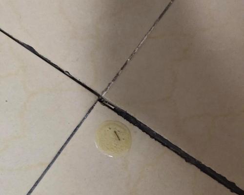 猫咪突然三四天不吃猫粮还吐黄水是为什么？这可能是哪些健康问题的信号？