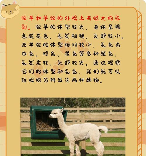 羊驼的饮食习惯和排泄物有何关联？