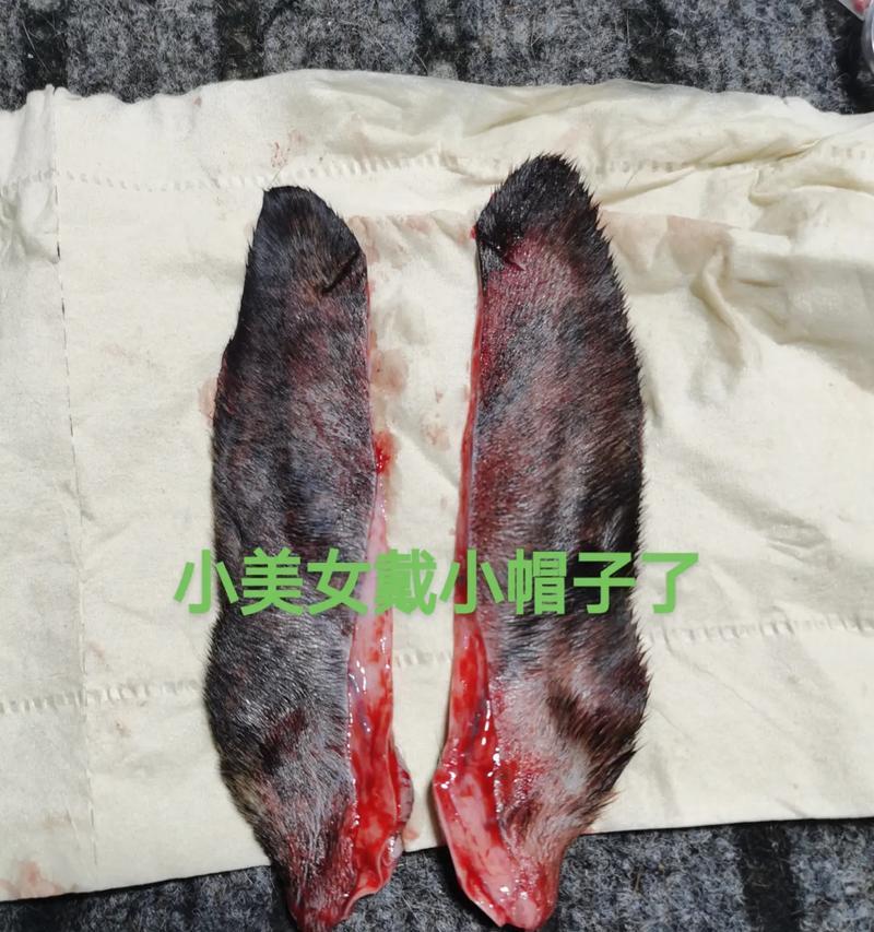 立耳手术费用是多少？