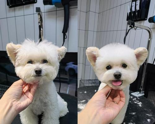 立耳手术费用是多少？