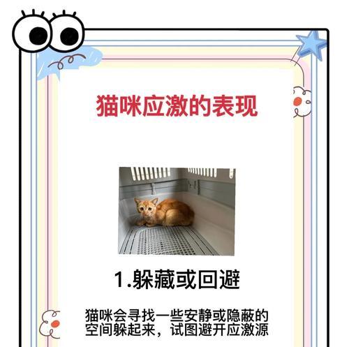 猫咪吃猫粮打雷会有什么反应？如何安抚猫咪的情绪？