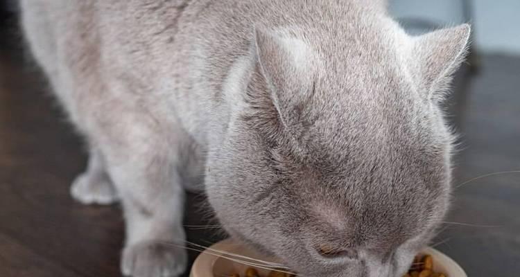 猫咪吃猫粮打雷会有什么反应？如何安抚猫咪的情绪？