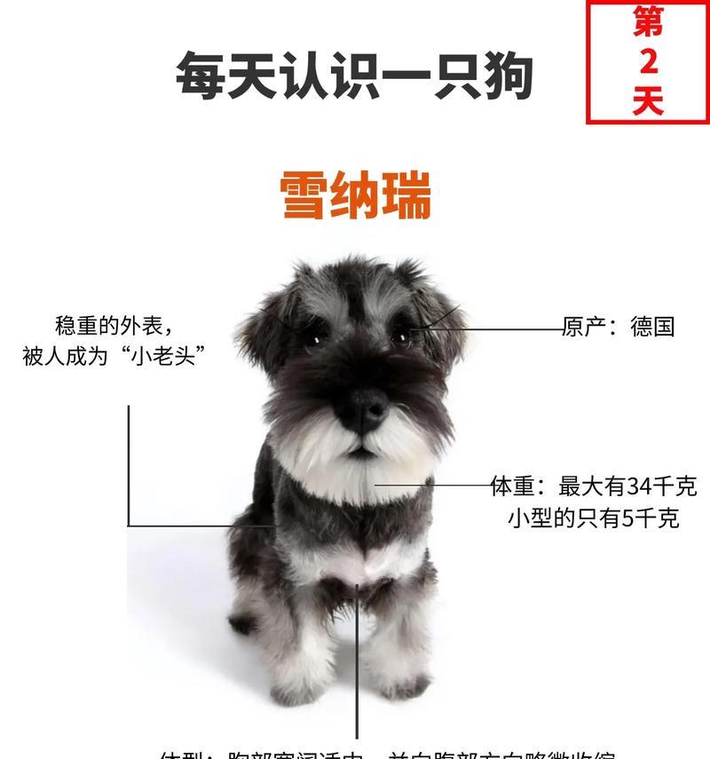雪纳瑞体重多少斤算小体？如何判断雪纳瑞的体型？