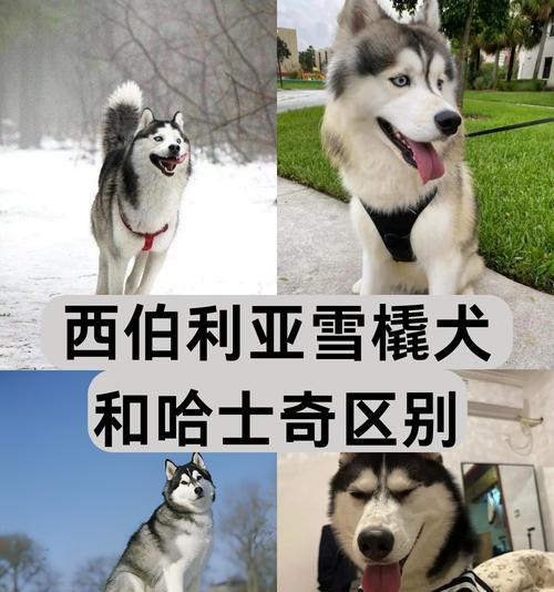 哈士奇与叙利亚有何关联？